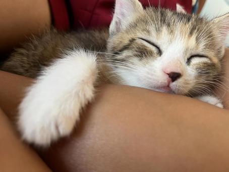 膝の中でねる子猫の三毛猫 膝の中でねる子猫の三毛猫の写真