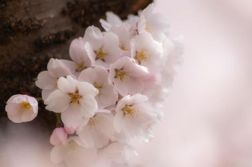 可憐にほころぶ桜、ソフト 可憐にほころぶ桜、ソフト ソフトフォーカス,桜,花びらの写真素材