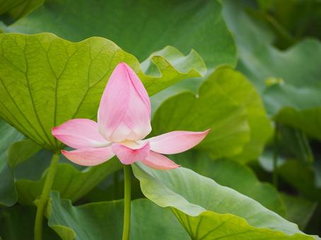 Lotus flowers beginning to bloom②, JPG