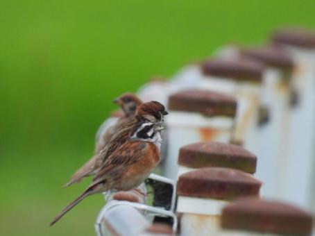 近所の小川で撮ったホオジロとスズメの写真