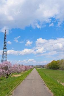 北海道の桜開花 桜,サクラ,エゾヤマザクラの写真素材
