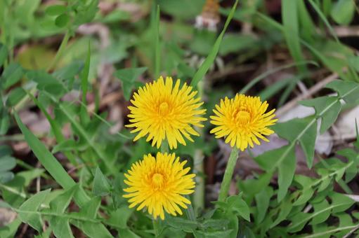 黄色の3輪の蒲公英の花 黄色の3輪の蒲公英の花の写真