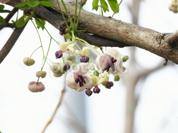 ゴヨウアケビ（通草）の花 アケビ,木通,通草の写真素材