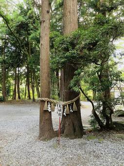 駒形神社　御神木　夫婦杉 駒形神社,岩手県奥州市,陸中国一宮の写真素材