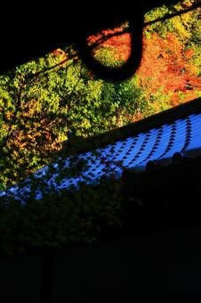 京都 永観堂 京都 永観堂の写真