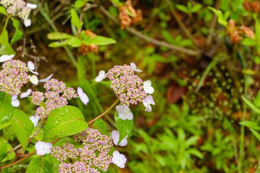 露に濡れる額紫陽花 露に濡れる額紫陽花の写真