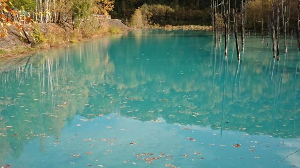 美瑛・青い池 景色,風景,コバルトブルーの写真素材