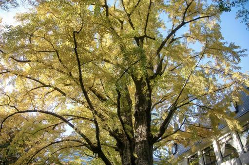 日比谷公園の銀杏の木 日比谷公園の銀杏の木 自然,風景,秋の写真素材
