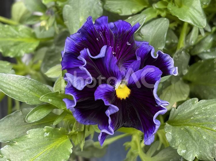 満開に咲き誇る四季の綺麗な花写真 花,フラワー,植物の写真素材