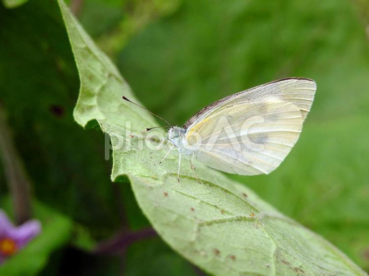 ナスの葉にとまるモンシロチョウ モンシロチョウ,蝶,虫の写真素材