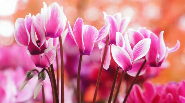 シクラメン-170 シクラメン,ガーデンシクラメン,赤の写真素材