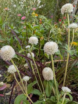 センニチコウの花 3 センニチコウの花 3 センニチコウ,白,花の写真素材