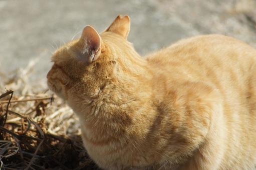 ねこ ねこ にゃんこ,可愛い,野良猫の写真素材