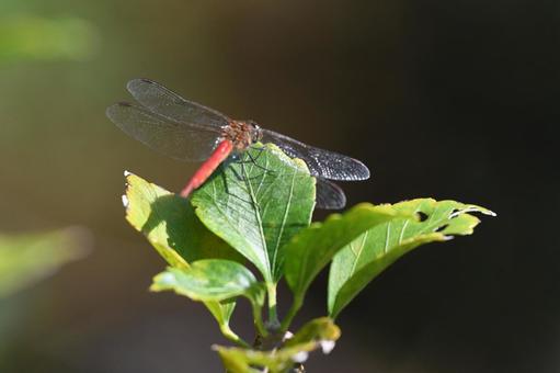 赤トンボ 赤トンボ,昆虫,虫の写真素材