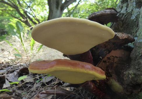 Under the mushroom cap, JPG Under the mushroom cap, JPG