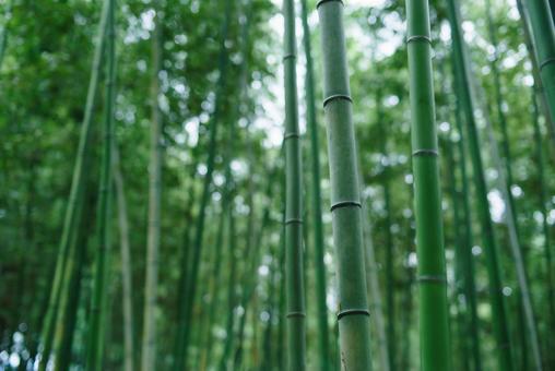 竹林でやや上を見上げた写真 竹林でやや上を見上げた写真 竹,竹林,自然の写真素材