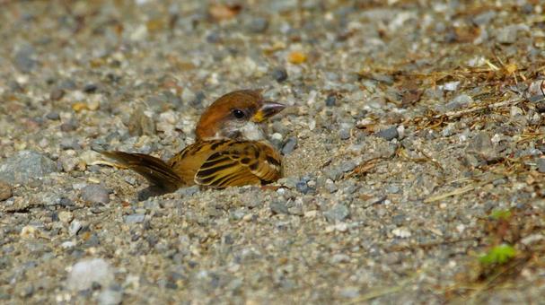 砂に埋もれるスズメ 砂に埋もれるスズメの写真