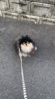 飼い主を見上げる犬 飼い主を見上げる犬の写真