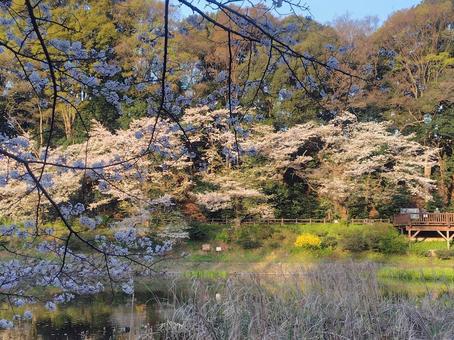 水面に映る桜並木 水面に映る桜並木 桜,さくら,サクラの写真素材