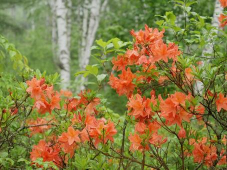 霧の白樺とレンゲツツジ 霧の白樺とレンゲツツジ 白樺,白樺林,レンゲツツジの写真素材