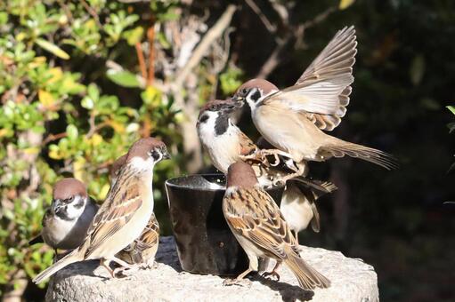 Sparrow feeding area commotion, JPG Sparrow feeding area commotion, JPG