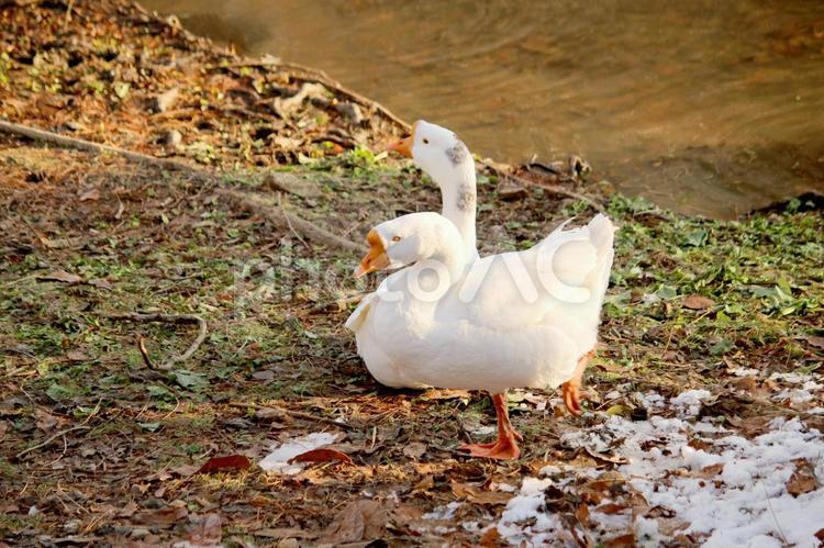 冬の早朝に池の周りで遊ぶガチョウ ガチョウ,野鳥,野生の写真素材