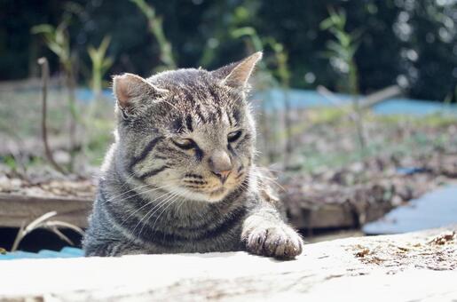 野良猫　見つめる　視線 野良猫,猫,見つめるの写真素材