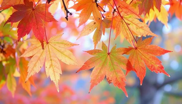 カラフルな紅葉の葉のアップ カラフルな紅葉の葉のアップ 紅葉,カラフル,秋の写真素材