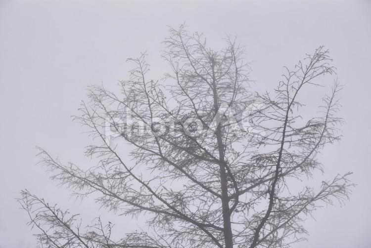 霧のなかの枯れ木立 霧,素材,背景の写真素材