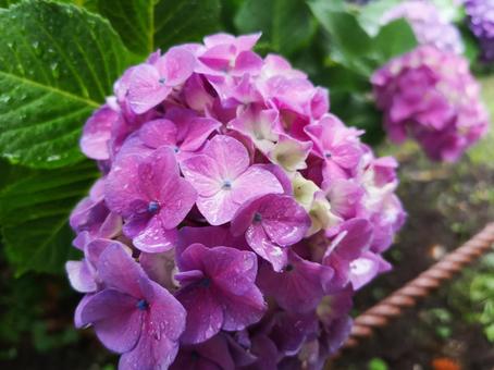 あじさい（紫） 花,アジサイ,紫陽花の写真素材