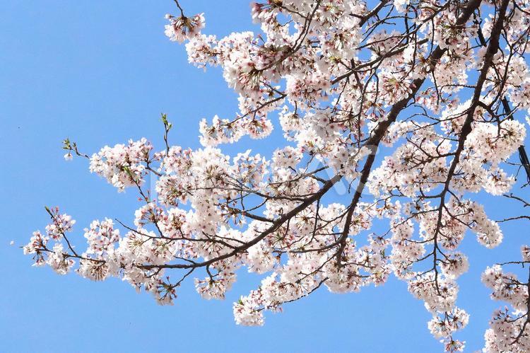 さくらソメイヨシノ 花,さくら,桜の写真素材