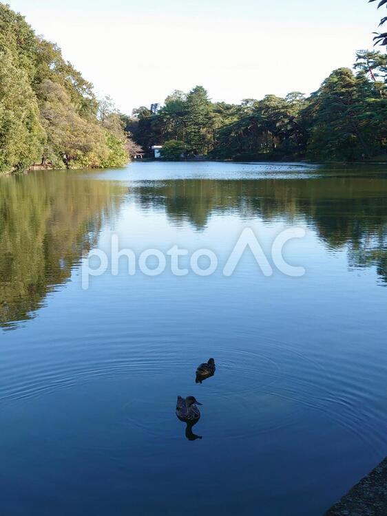 大宮公園内鴨がいる池 鴨,池,反射の写真素材