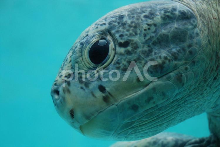 アオウミガメ　目が合った アオウミガメ,ウミガメ,絶滅危惧種の写真素材