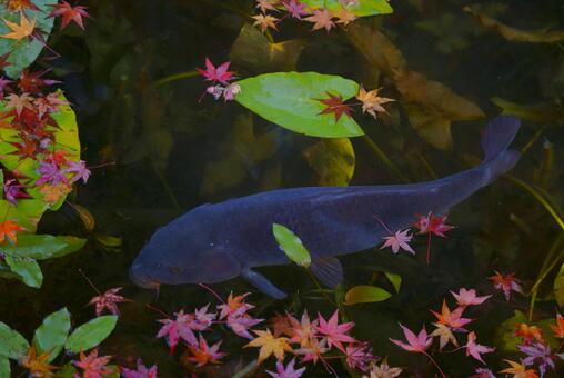 モネの池 秋,紅葉,名もなき池の写真素材