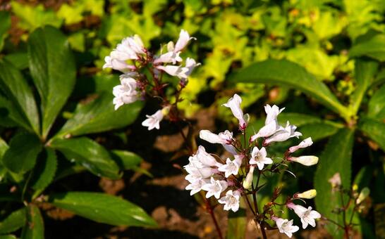 ペンステモン　綾瀬1 ペンステモン,白,花の写真素材