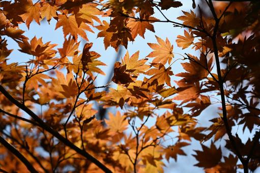 紅葉・秋のイメージ:背景素材テクスチャ 紅葉・秋のイメージ:背景素材テクスチャの写真
