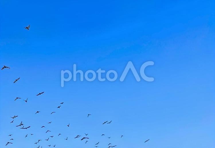 青空と黒い鳥の群れ 鳥,青空,天気の写真素材