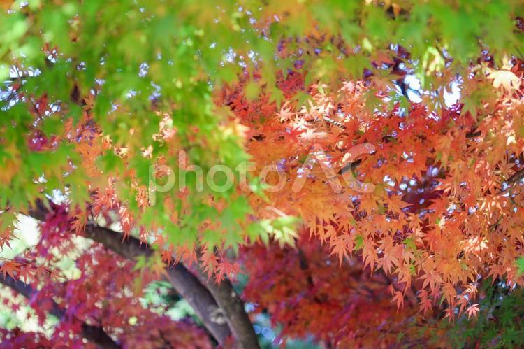 秋の気配・色づき始めたモミジ 紅葉,秋,モミジの写真素材