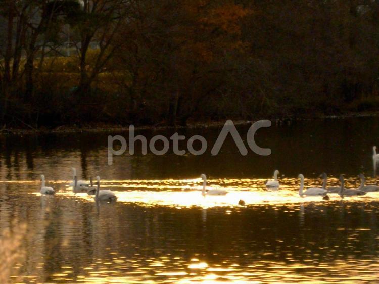 夕暮れと白鳥 白鳥,鳥,夕暮れの写真素材