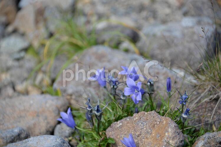高山植物　イワギキョウ　乗鞍岳　 イワギキョウ,高山植物,乗鞍岳の写真素材