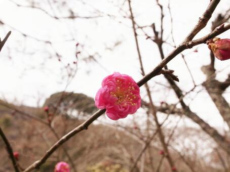梅の花 梅の花の写真