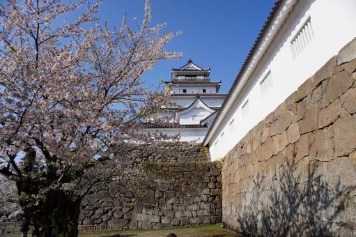 Cherry blossoms and castle, JPG