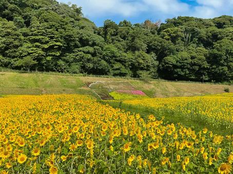 くりはま花の国 8月のひまわり畑 くりはま花の国 8月のひまわり畑 向日葵畑,ヒマワリ,花畑の写真素材