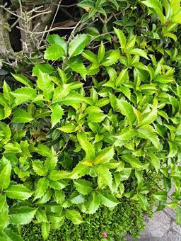 ギザギザの葉っぱ ギザギザの葉っぱ ギザギザ,葉っぱ,植物の写真素材