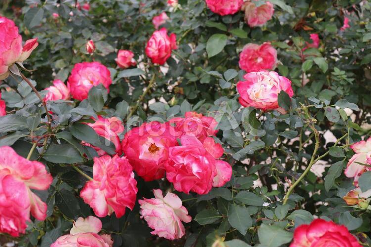 故レニエ三世（元モナコ公国元首）に捧げられた薔薇、ジュビレ・デュ・プリンス・ドゥ・モナコ ジュビレ・デュ・プリンス・ドゥ,薔薇,花の写真素材