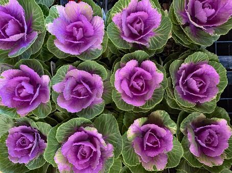 葉ボタン　観葉植物 葉ボタン,観葉植物,冬の写真素材