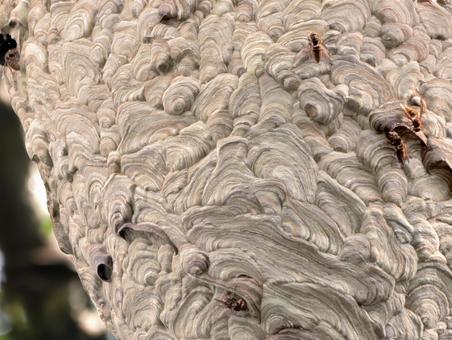 巨大スズメバチの巣２ キイロスズメバチの巣,スズメバチ,キイロスズメバチの写真素材