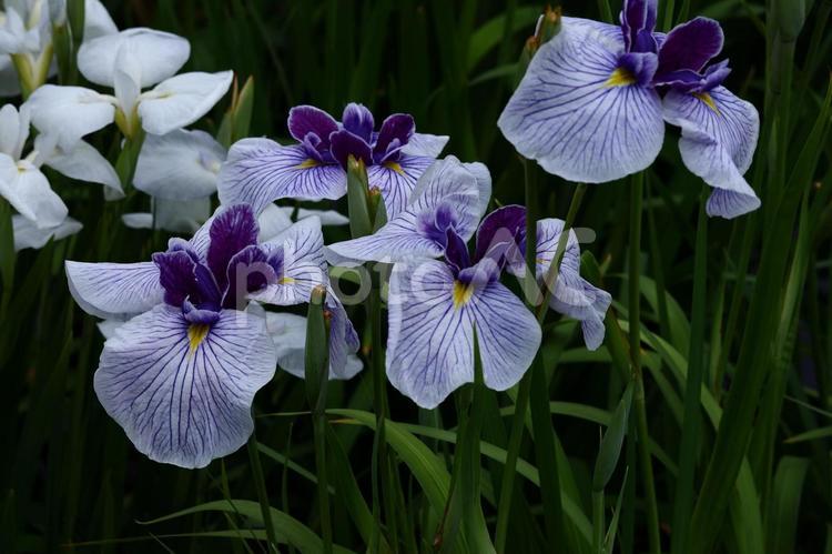 凛として優雅に咲く 花菖蒲,花,アヤメ科の植物の写真素材