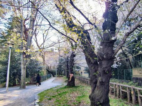 桜の遊歩道-11 桜,木,幹の写真素材