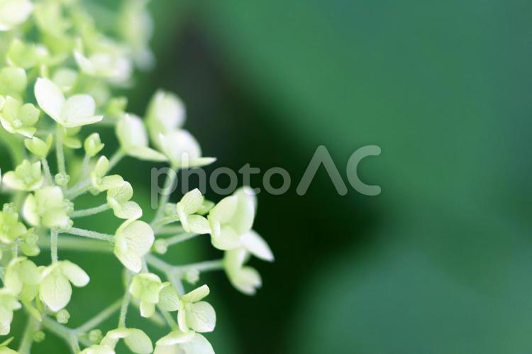 小さい花をたくさんつけた可憐な白い紫陽花の花 紫陽花,アジサイ,あじさいの写真素材